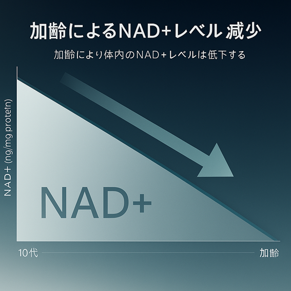 NAD＋とは