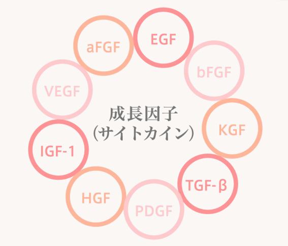 浄化濃縮幹細胞培養上清液点滴 銀座・表参道にあるBIANCA CLINIC ビアンカクリニック｜美容外科・美容皮膚科・再生医療・美容婦人科・美容内科・医療アートメイク