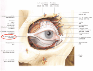 タレ目尻切開(目尻靱帯移動術)とは?|ビアンカ銀座|日本を代表する美容健康再生医療のクリニック